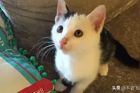 上辈子大概是个王子的流浪猫Jerry 图片