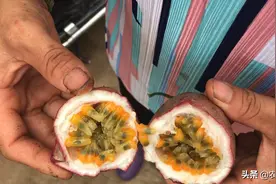 荔枝踩爆拿去喂鸡，鸡场里种有沃柑和黄皮果，还有百香果