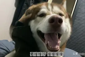 粘人精二哈死缠着主人撒娇结果是想见小母狗