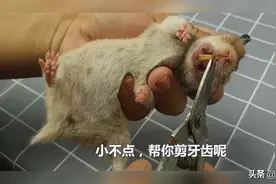 老鼠牙齿也长的特别快，不剪掉东西都没法吃！人工剪那一刻好痛