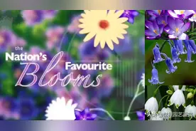 英国人喜爱的花卉排行榜：球根花卉（上）视频封面