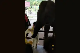 刷我的卡！萨瓦迪卡