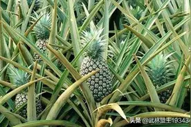 菠萝种植管理图片