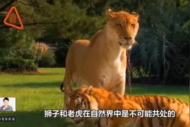 老虎和狮子杂交后的狮虎兽，世界上最大的肉食动物视频封面