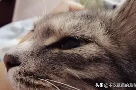 你没见过的鳄鱼猫！图片