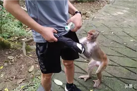 猕猴，值得了解的物种！图片