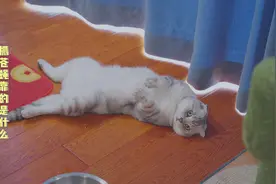 四只猫抓一只苍蝇，结局果然没让我失望！