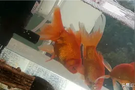 金鱼的一生图片