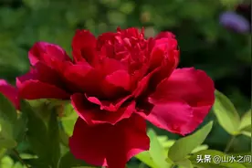 《唯有牡丹真国色》图片