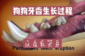 狗狗牙齿生长的过程。视频封面