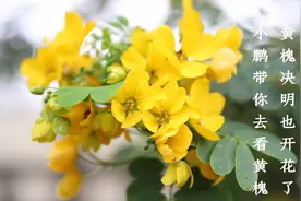 3月份的春天来了，黄槐决明也开花了，
小鹏带你去看黄槐！视频封面