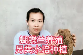 蝴蝶兰养殖：另类水培种植，永远不烂根。视频封面