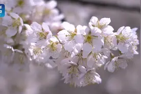 #2021一起晒春天#【#湖北十堰的樱桃花开了# 这就是春天的颜色视频封面
