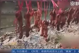 实拍小作坊将老鼠加工成肉干出售，现场触目惊心视频封面