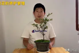海棠的养护管理，做到这几点，让你的海棠花枝繁叶茂！视频封面