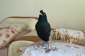 主人不带爱宠出去玩耍，它就一直站在窗口发呆看着窗外视频封面