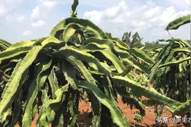 为什么说香龙果是火龙果中的绿色水果，自带杀菌，完全不用农药视频封面