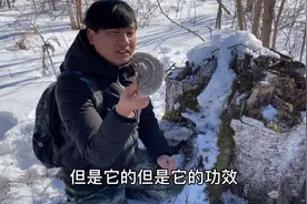 东北山区，野生灵芝可遇不可求，为何这种灵芝，收购才几块一斤？视频封面