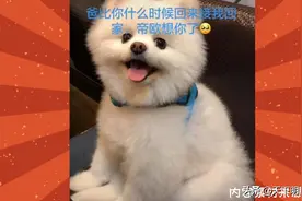 高以翔的狗狗蒂欧想爸爸了，让人难过！视频封面