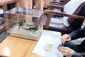 玄凤鹦鹉喂泡小米视频封面