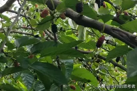 采桑葚东篱下图片