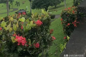 墓园里的风景视频封面
