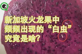 火龙果里面的小白虫