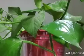绿萝3个月的成长史～你家绿萝怎么样了图片