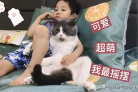 这只猫咪坐姿太像人了，安静的陪小主人坐着看电视，好可爱好萌