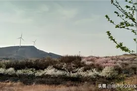 三月桃花开图片