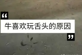 牛为什么总是喜欢玩舌头？