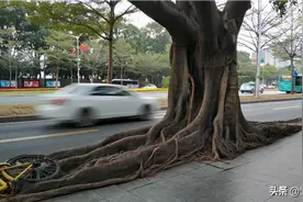 龙爪！龙爪！抓的真稳啊！图片