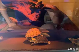 深水龟，也许是家庭养龟的终点站，集观赏性互动性于一身视频封面