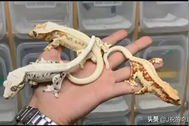 JZ的奇趣爬宠（睫角守宫-简介）视频封面