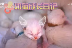 【奶猫成长日记】
听说你们要看奶猫的脐带是怎么掉的？安排！视频封面