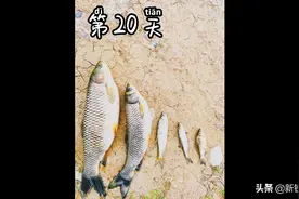 阜阳新发现一条小河，草鱼太多了！小伙上午跑三条，钓起来两条！视频封面