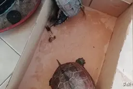 金鱼鱼鳍被咬没了，还能活吗图片