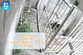 罕见！两只大熊猫同日产下两对双胞胎