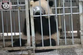 大熊猫奇一：盆盆奶续盆的要求没得到满足后气到摔盆视频封面