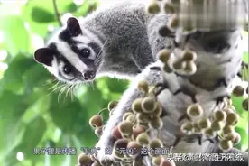 传播非典的元凶，多种病毒的中间宿主，果子狸是如何感染人类的？视频封面