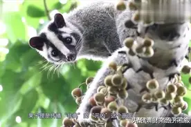 传播非典的元凶，多种病毒的中间宿主，果子狸是如何感染人类的？视频封面