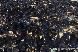 莆田湄洲岛海带丰收季节图片