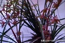 我从山中来，带来兰花草，一日看三回，百看也不厌。图片