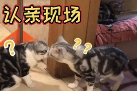 时隔一年，猫父母看到自己的孩子，还能记得么？视频封面