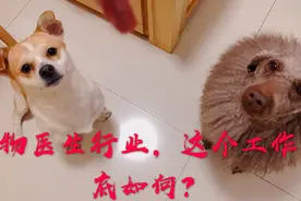 宠物医院医生一个月挣多少钱？这个职业咋样，宠物生命，我来守护视频封面
