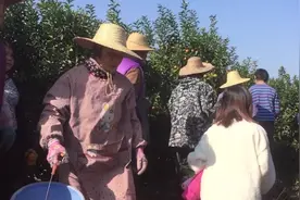广西平南种植的沙糖桔大丰收，请了几十个人过来一起摘，场面热闹视频封面