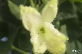 一个藤上七朵花，没错就是葫芦娃。还未集齐，现在是葫芦花的天下图片