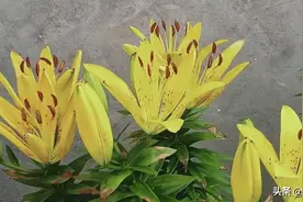 花儿是心有灵犀？还是巧合？为什么会如此凑巧啦？图片