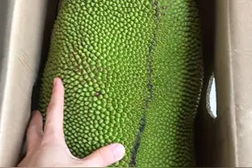 鉴别菠萝蜜生熟视频封面