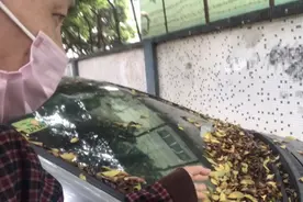 树下停车，总是落满树叶烦的很怎么办？看大叔如何一劳永逸的解决视频封面